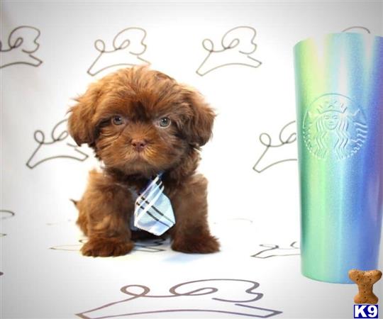 lvpuppyheaven Picture 1